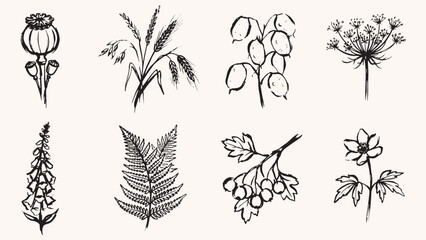 Botanical illustration collection with poppy wheat cotton fennel bellflower fern berry branch and five petal flower © Abdul Waheed Studio