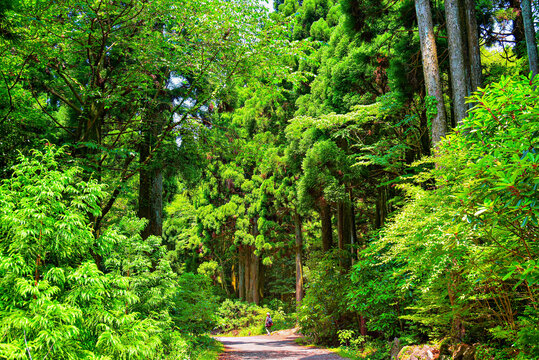 Walking path through green trees in Seogwipo Forest of Healing on Jeju Island in South Korea