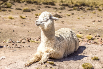 Obraz premium Premium white Andean alpaca resting on high‑altitude Peruvian terrain, perfect for commercial wildlife, travel and nature branding campaigns