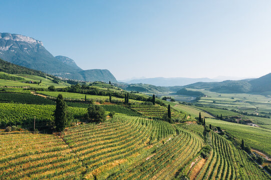 Vineyards in Trentino Italy, cultivated on a hillside for wine production..