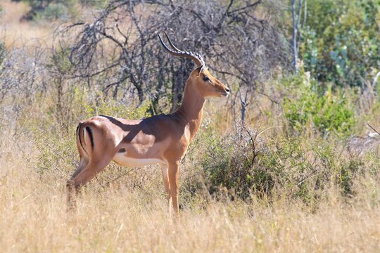 Male impala standing in long grass near Acacia trees in Dinokeng game reserve during daylight