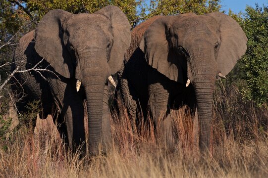 Two African elephants facing the camera in the Dinokeng game reserve in South Africa with tall grass surrounding them