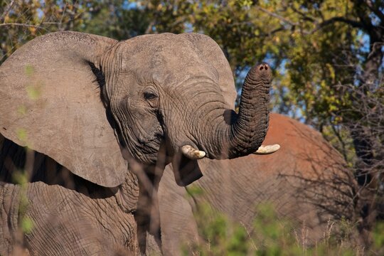 Young African elephant with damaged trunk due to snare caught in Dinokeng game reserve, South Africa
