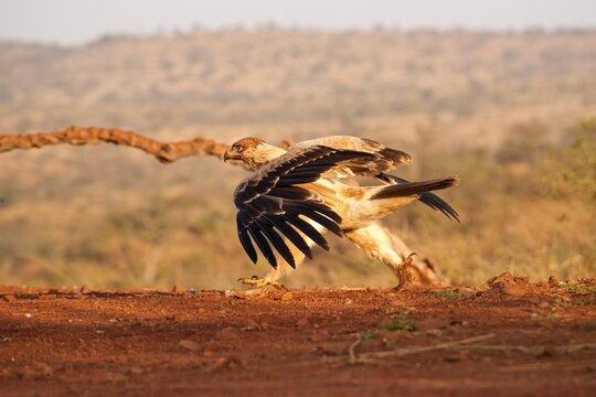 Tawny eagle marches left across the ground in a game reserve in South Africa during the morning light