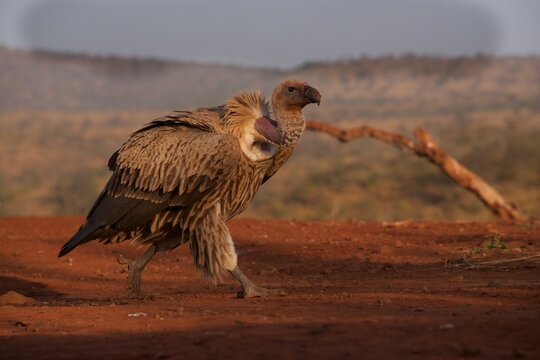 White backed vulture walking to the right in Zimanga game reserve in KwaZulu-Natal, South Africa during the late afternoon
