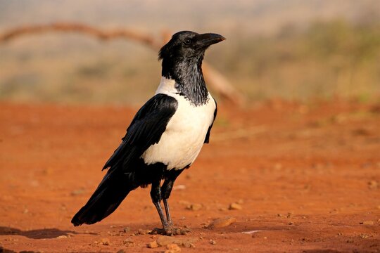 Pied crow stands alert in the Zimanga game reserve in KwaZulu-Natal, South Africa, showcasing its distinct features and behavior in the wild