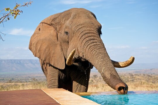 Bull elephant drinks water from a swimming pool at a game reserve in South Africa during a sunny day in the wild