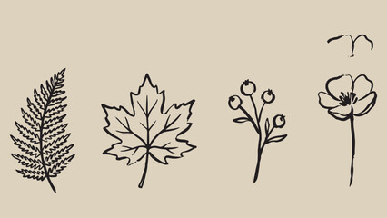 Botanical illustration with fern maple berry branch and flower in black line art on beige background © Abdul Waheed Studio