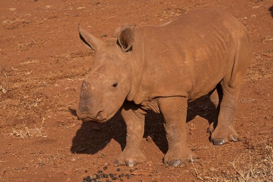 White rhino calf explores its habitat in Zimanga Game Reserve in South Africa during daylight hours
