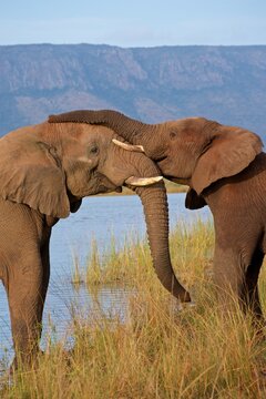 Young male elephants express affection by touching trunks near a water source in South Africa's Zimanga private game reserve