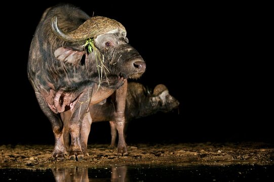 Cape buffalo feeding at night near water in Zimanga game reserve in KwaZulu-Natal South Africa