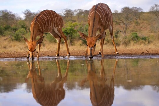 Two female nyala drink water at a waterhole in the African bush during the day in KwaZulu-Natal, South Africa