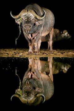 Cape buffalo stand near water reflecting at night in South Africa's wildlife reserve