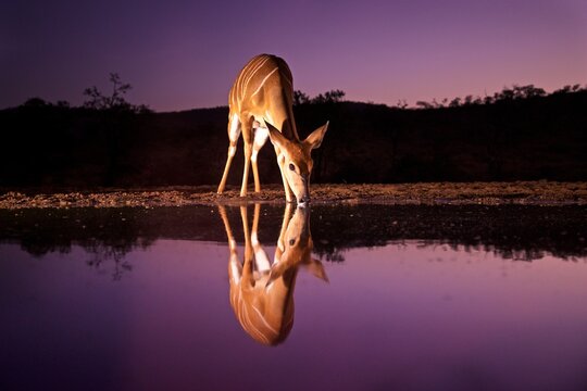 Nyala female drinks at dusk reflecting in water in KwaZulu-Natal South Africa