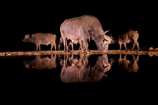 Cape buffalo feeding at night near water in the Zimanga private game reserve in KwaZulu-Natal, South Africa