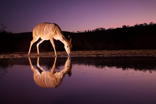 Nyala female drinks water at dusk near a water source in KwaZulu-Natal, South Africa