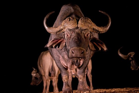 Cape buffalo gather at night in Zimanga private game reserve in KwaZulu-Natal, South Africa