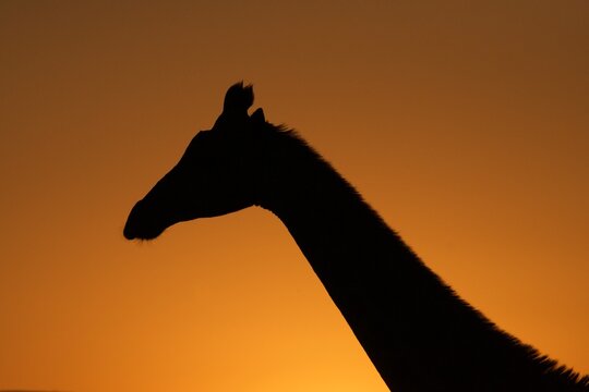 Giraffe silhouette against an orange sky at Zimanga game reserve in KwaZulu-Natal, South Africa during sunset
