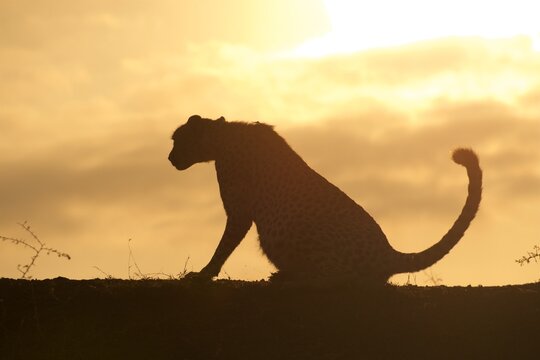 Cheetah silhouette at dawn in Zimanga Private Game Reserve, KwaZulu-Natal, South Africa