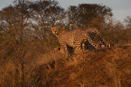 Cheetahs move quietly through grass at dawn in Africa's Zimanga Private Game Reserve in KwaZulu-Natal