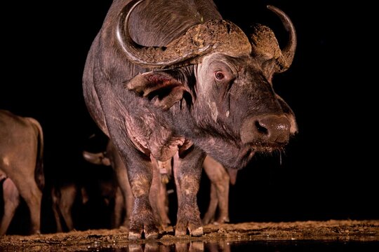 Cape buffalo drinking water at night in Zimanga private game reserve, KwaZulu-Natal, South Africa