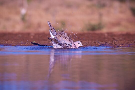 Cape turtle dove bathes in water at Zimanga game reserve in KwaZulu-Natal, South Africa