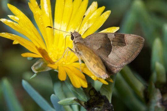 Orange Elfin butterfly feeds on nectar from a yellow flower in South Africa's Zimaga game reserve during the day