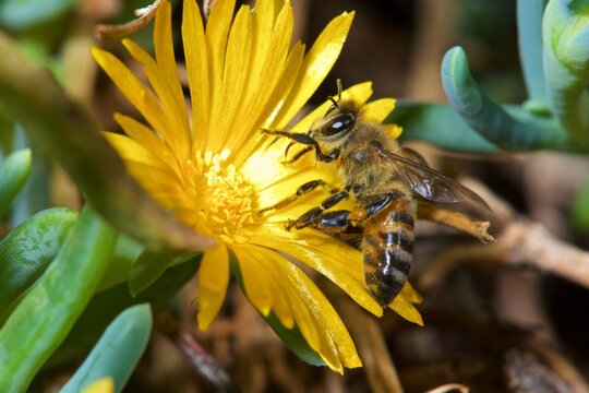 African honey bee collects nectar from yellow flower in Zimanga game reserve, South Africa during midday