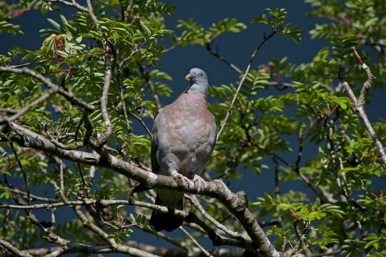 Plump wood pigeon feeding on mountain ash leaves in the United Kingdom during daylight hours