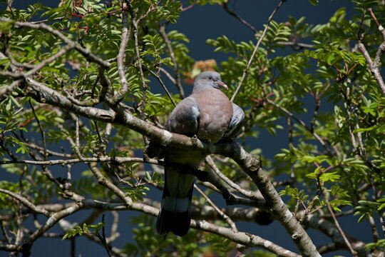Plump wood pigeon rests on mountain ash branches in the United Kingdom during a sunny day