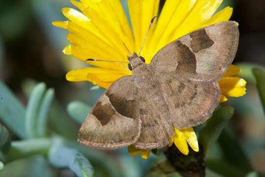 Orange Elfin butterfly rests on yellow flower in South Africa's Zimaga game reserve during daylight