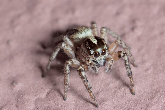 Jumping spider in Manacapuru, Amazonia, Brazil explores its surroundings on a flat surface