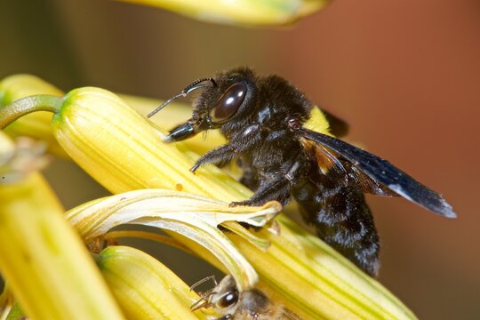 Female carpenter bee bores into aloe flower for nectar in South Africa