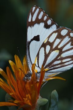 Pioneer white butterfly feeding on flower in Zimanga game reserve, South Africa during daylight hours