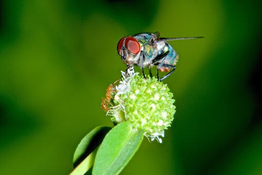 Blue-green blowfly interacts with an ant on a flower in the Amazon rainforest of Brazil