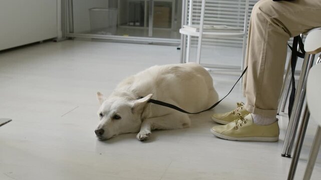 Close up of dog lying on floor next to owner sitting on chair in waiting room. Footage is perfect for veterinary clinic advertisements or pet-friendly workplace campaigns