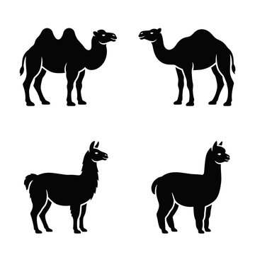 Silhouette of camel and llama animals.