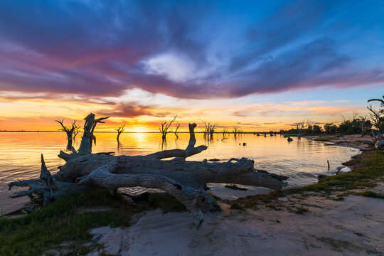 Sunset over Lake Bonney, a freshwater lake in Barmera, Riverland, South Australia, featuring striking dead trees rising from the calm water. 