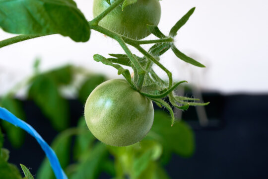 Tomatoes growing in a greenhouse. Selective focus. Shallow depth of field.