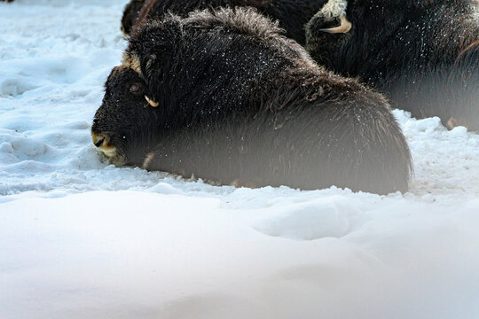 Muskoxen rest in deep snow during winter in Finland's Lapland as the cold settles in and the landscape transforms