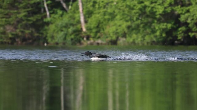 Common loon calling on a lake at sunrise 