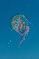 jellyfish in the water © Evgenios