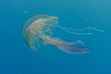 jellyfish in the water © Evgenios