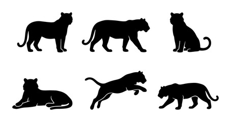 Tiger silhouette collection, 6 wild cat vector icons, black predator animal shapes for logo design and wildlife graphics © Kavir