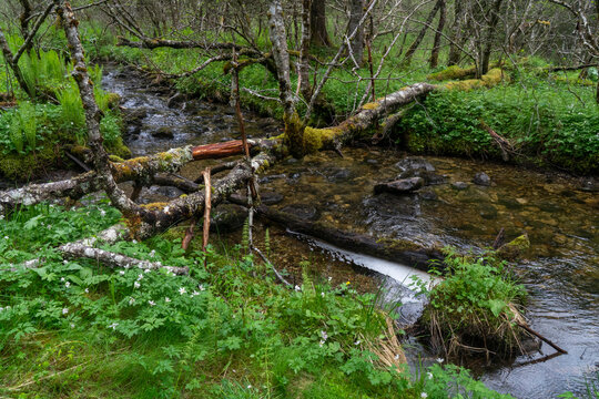 Exploring a stream surrounded by green vegetation in Lomsdal-Visten National Park, Norway, during a cloudy day