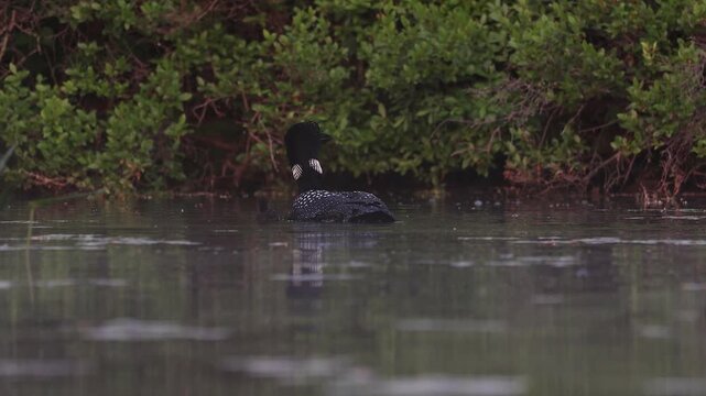 Common loon calling on a lake at sunrise 