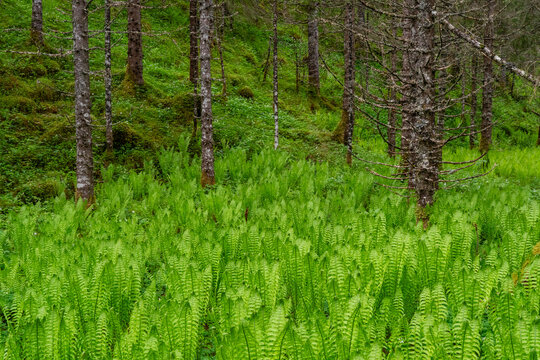 Ostrich fern covers the forest floor in Lomsdal-Visten National Park, home to diverse plant life in Norway