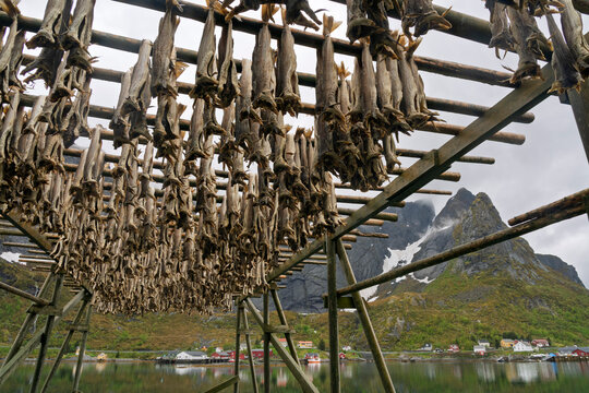 Drying cod fish hangs in the village of Reine in the Lofoten archipelago of Norway near the mountains and water