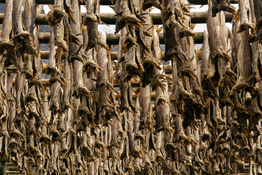 Cod fish drying in the fishing village of Reine in Norway's Lofoten archipelago during the drying season