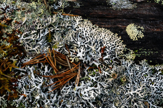 Details of lichen on tree bark in a forest near Tysfjorden during an afternoon in Norway